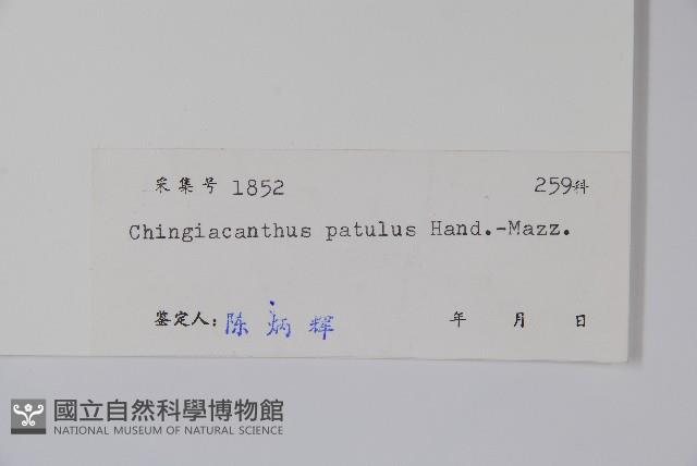 叉序草藏品圖，第2張