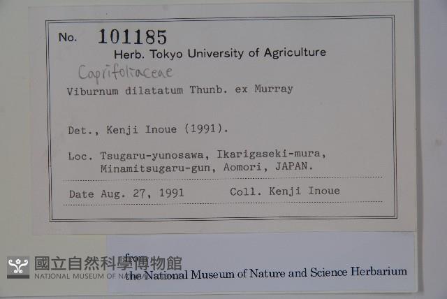 莢迷藏品圖，第2張