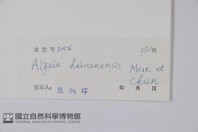 海南鏈珠藤藏品圖，第2張