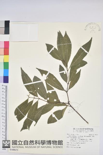 臺灣土沉香藏品圖，第1張