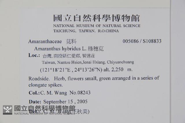 綠穗莧藏品圖，第5張