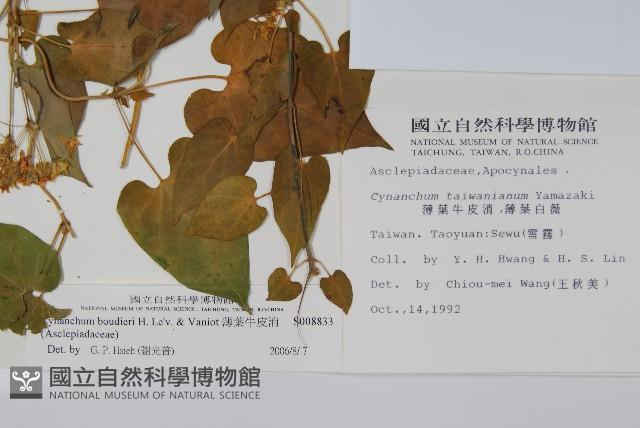 薄葉牛皮消藏品圖，第2張