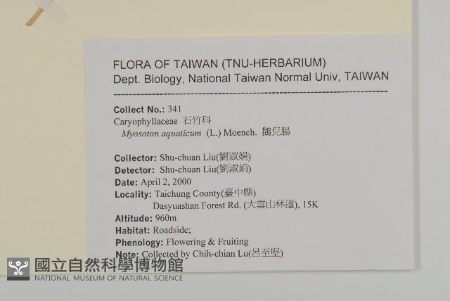 牛繁縷藏品圖，第2張