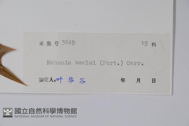 闊葉十大功勞藏品圖，第2張