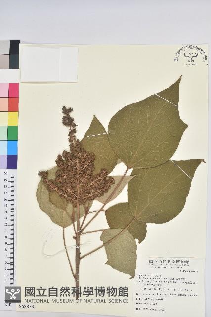 野桐藏品圖，第1張