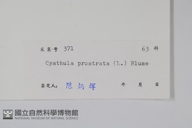 假川牛膝藏品圖，第2張