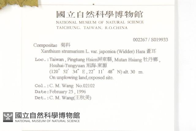 蒼耳藏品圖，第2張