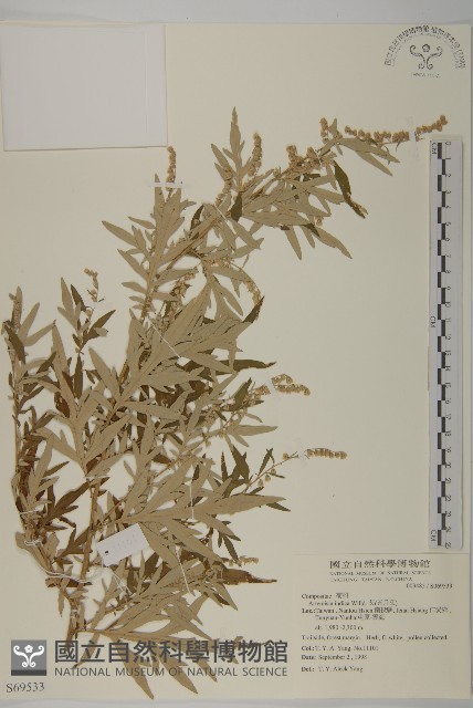 中南蒿藏品圖，第4張