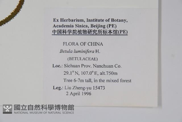 亮葉樺藏品圖，第2張