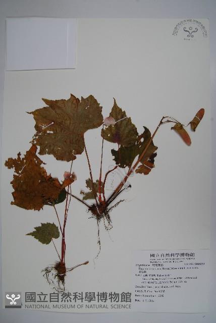 水鴨腳藏品圖，第1張