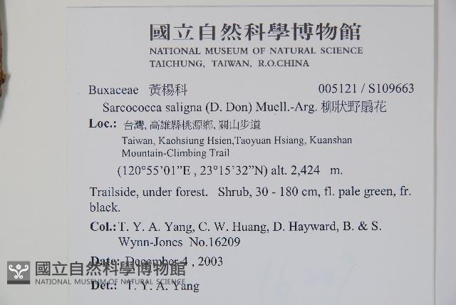 柳狀野扇花藏品圖，第2張