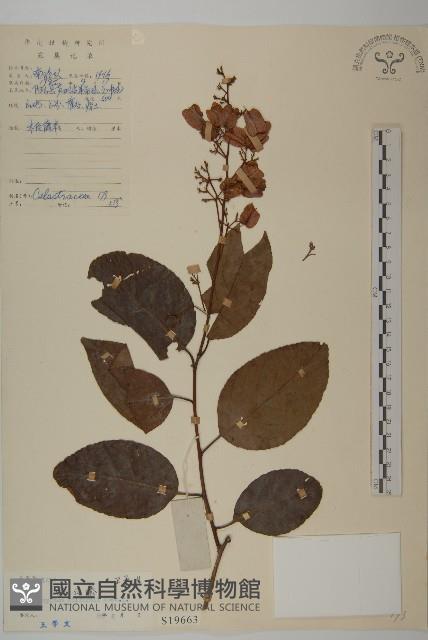 雷公藤藏品圖，第1張