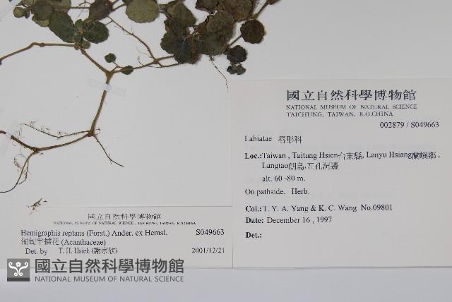 匍匐半插花藏品圖，第2張