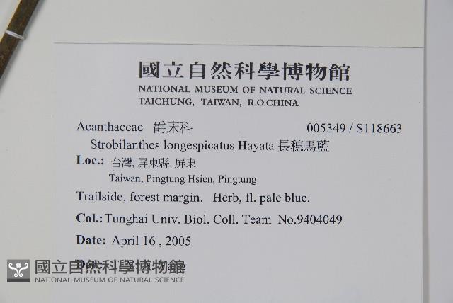 長穗馬藍藏品圖，第2張