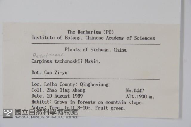 昌化鵝耳櫪藏品圖，第2張