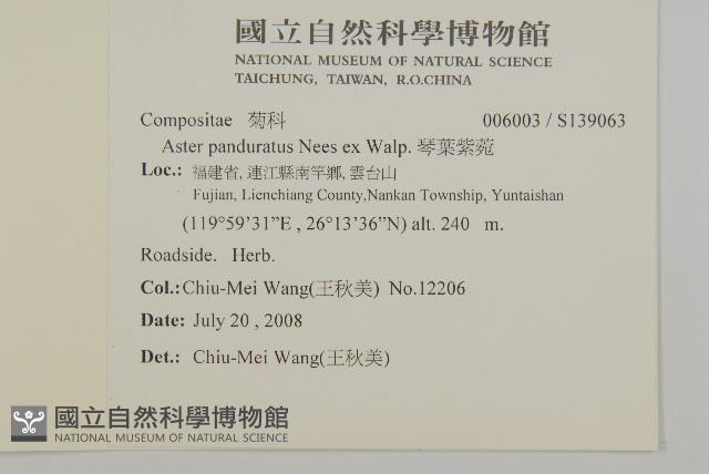 琴葉紫菀藏品圖，第2張