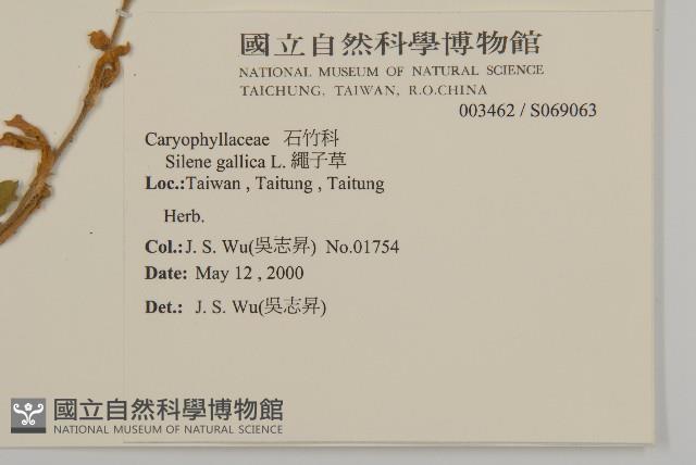 匙葉麥瓶草藏品圖，第2張