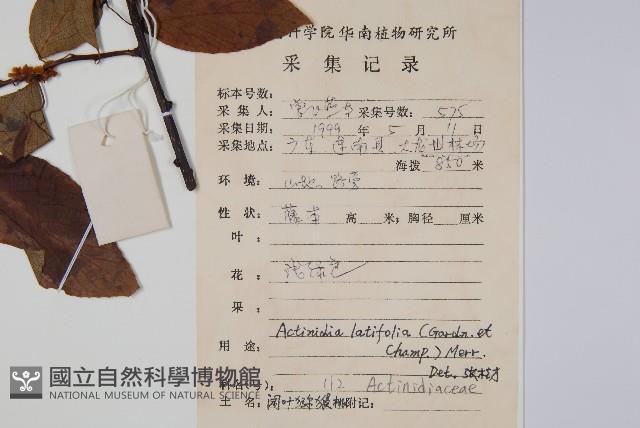 闊葉獼猴桃藏品圖，第2張