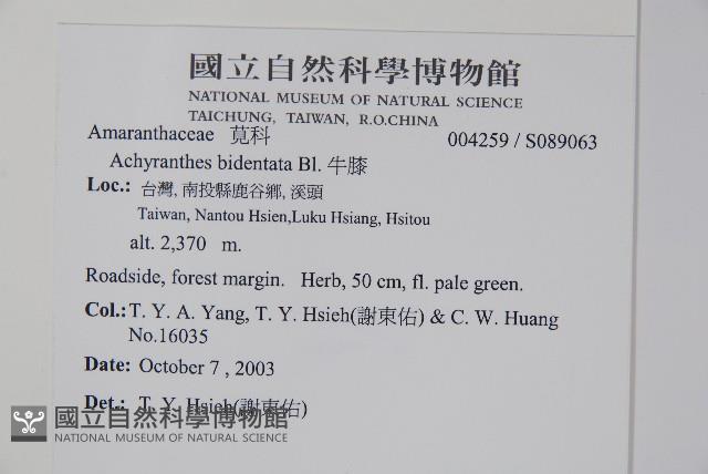 牛膝藏品圖，第2張