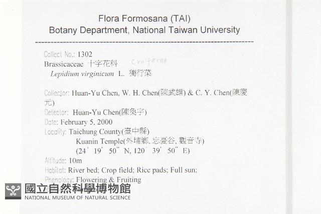 獨行菜藏品圖，第2張