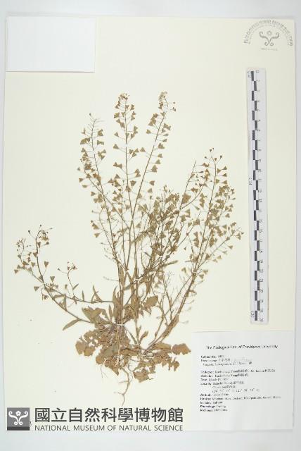 薺藏品圖，第1張