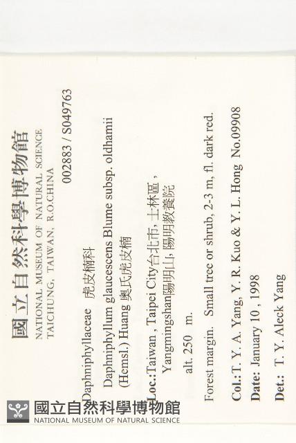 耿氏虎皮楠藏品圖，第2張