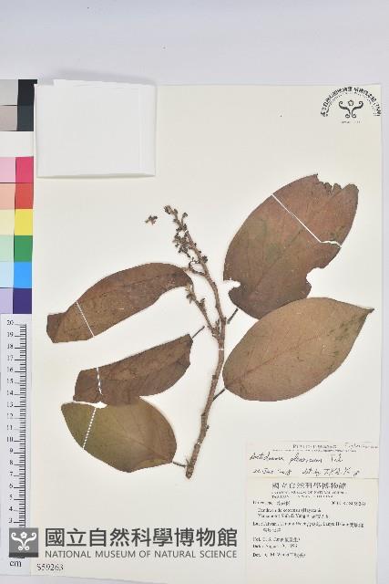 紅頭五月茶藏品圖，第1張