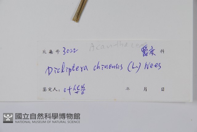 華九頭獅子草藏品圖，第2張