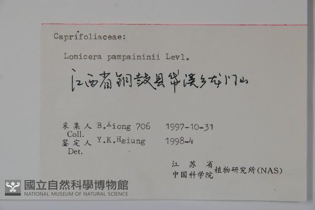 貴州忍冬藏品圖，第2張