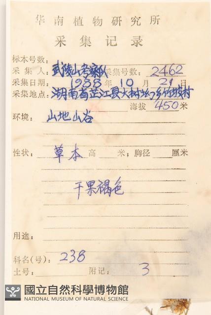 父子草、天青地白藏品圖，第2張