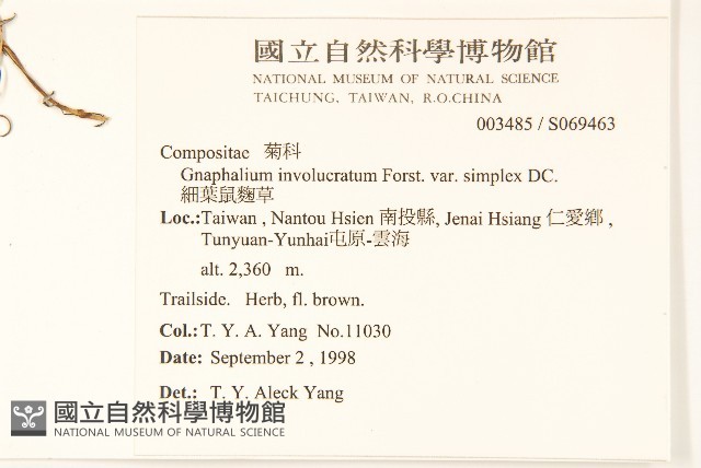 細葉鼠麴草藏品圖，第2張