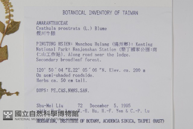 假川牛膝藏品圖，第2張