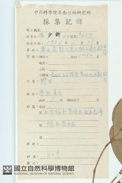 香港四照花藏品圖，第2張