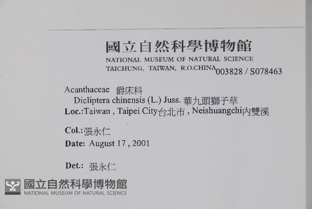 華九頭獅子草藏品圖，第2張