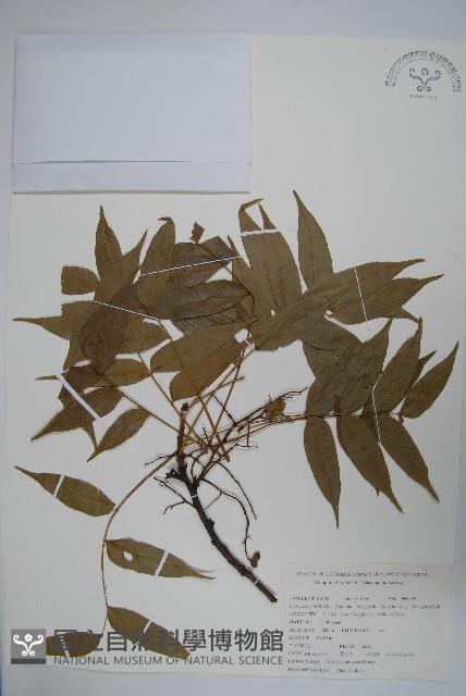 黃連木、爛心木藏品圖，第1張