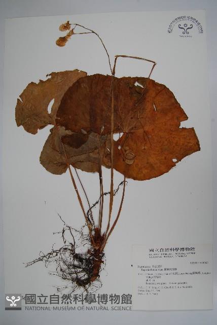 蘭嶼秋海棠藏品圖，第1張