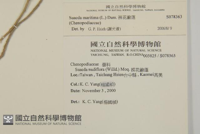 裸花鹼蓬藏品圖，第2張