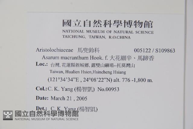 大花細辛、馬蹄香藏品圖，第2張