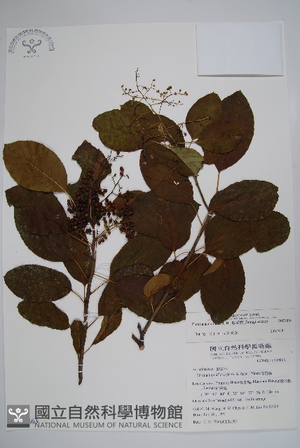 厚殼樹藏品圖，第1張
