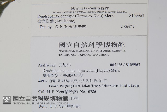 臺灣樹參藏品圖，第2張
