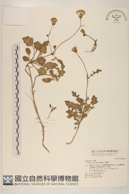 白鳳菜藏品圖，第1張