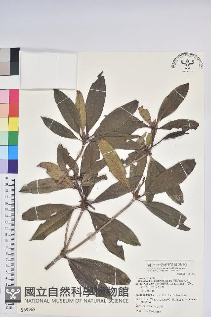 西施花、青紫木藏品圖，第1張