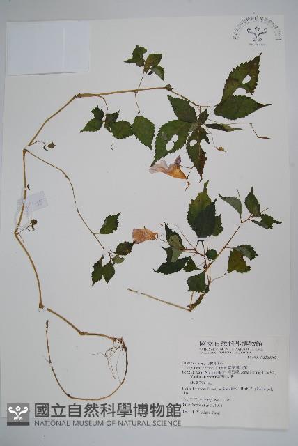 紫花鳳仙花藏品圖，第1張