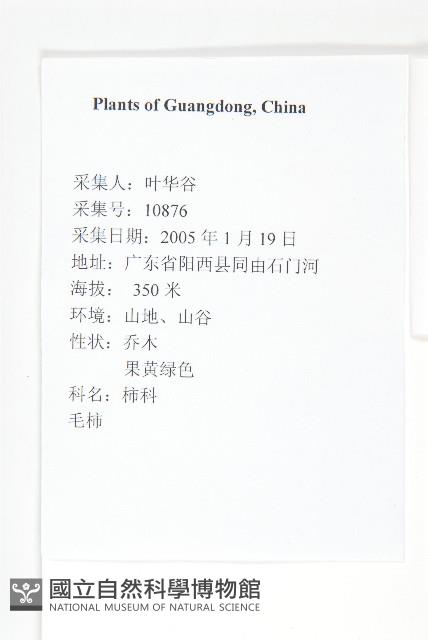 軟毛柿藏品圖，第2張