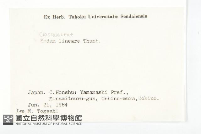 佛甲草、金莿插藏品圖，第2張