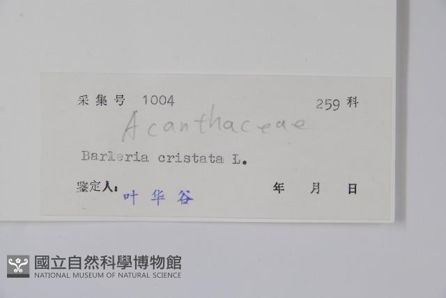 假杜鵑藏品圖，第2張