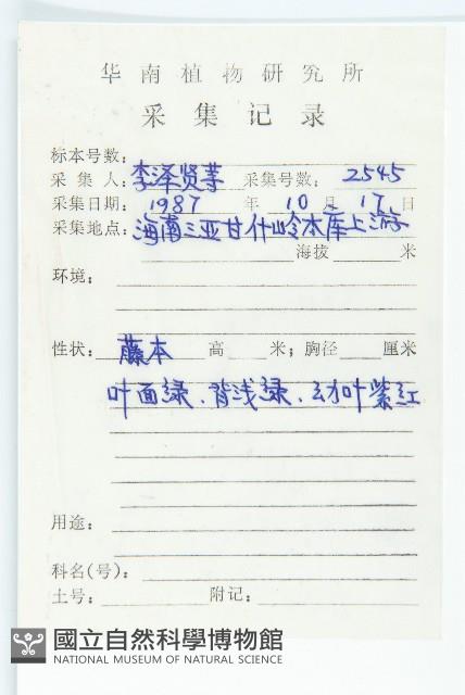 紅葉藤藏品圖，第2張