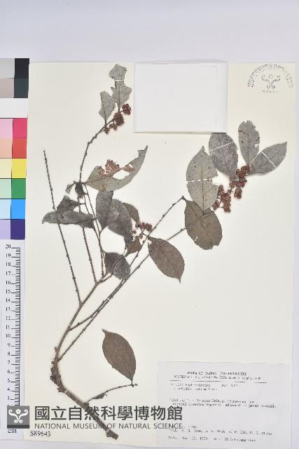 細葉饅頭果藏品圖，第1張