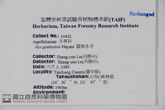 圓葉冬青藏品圖，第2張