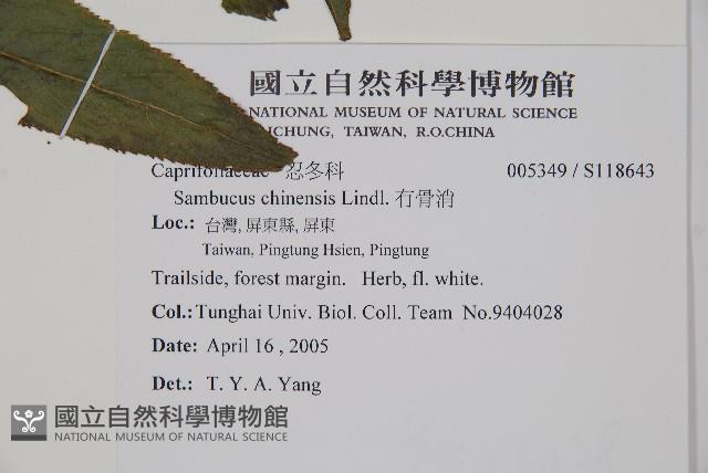 冇骨消藏品圖，第2張